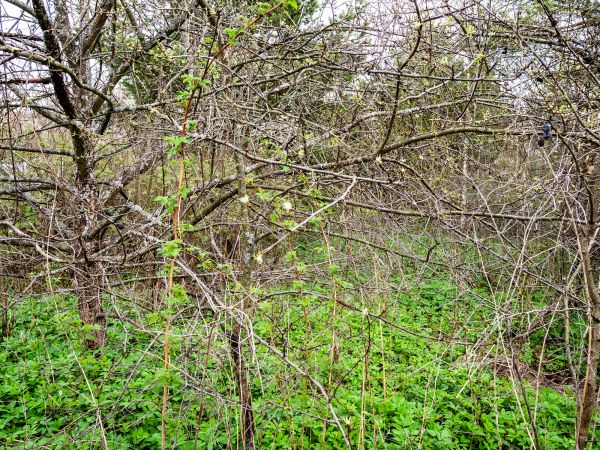 Underbrush Clearing in Syracuse