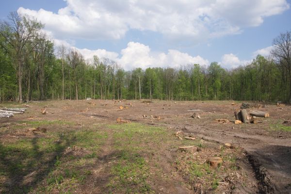 Pasture Clearing in Syracuse