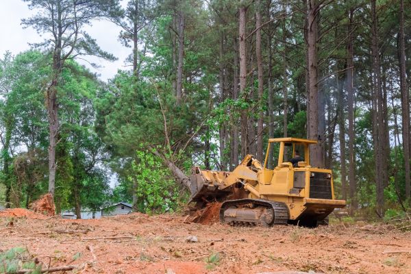 Forest Thinning in Syracuse