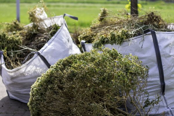 Bushes Clearing in Syracuse