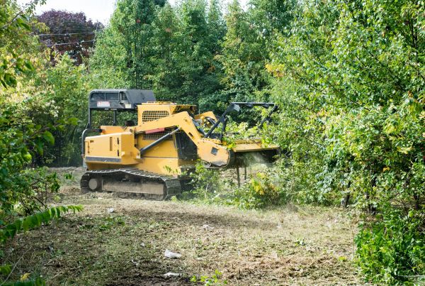 Pathway Clearing in Syracuse