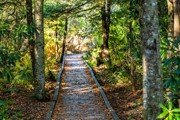 Trail Clearing in Syracuse