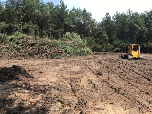 Thicket Clearing in Syracuse